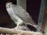 Falco