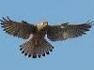 Aquila reale